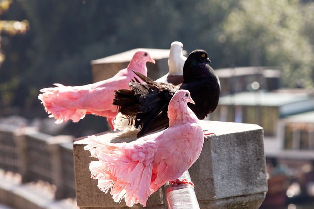 足球的豪门 足球的豪门